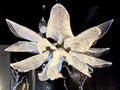 Creative Bionic Resin Leaves Chandelier for Living Room/Dining Room/Staircase - Wall Lamp/W27.5