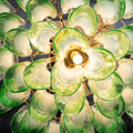 Marielle Mid Century Petal Chandelier - Jecanoli