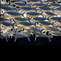 Porcelain Fish Shaped Dining Table Chandelier-Jecanoli