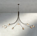 Shell Clear Glass Chandelier-Chandelier-Jecanoli